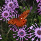 butterfly_2.jpg